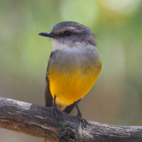 Western Yellow Robin